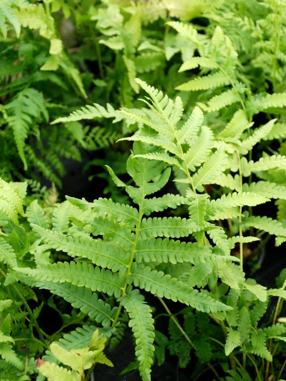 Pióropusznik strusi