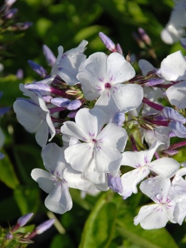 Floks wiechowaty 'Light Blue' FLAME PBR