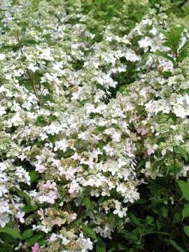 Hortensja bukietowa 'Confetti'
