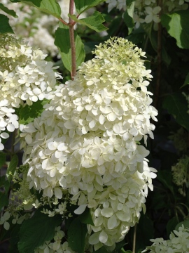 Hortensja bukietowa 'Phantom'