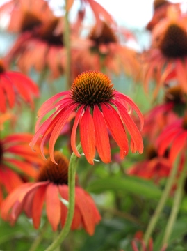 Jeżówka 'Tomato Soup' PBR