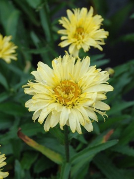 Złocień 'Goldfinch'