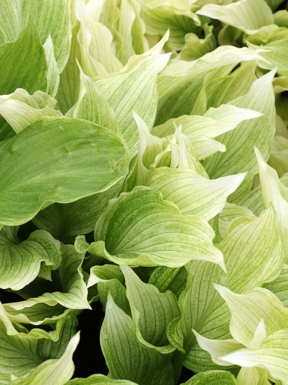 Funkia 'White Feather'