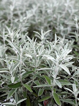 Budleja 'Morning Mist' SILVER ANNIVERSARY PBR