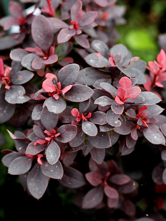 Berberys Thunberga 'Concorde'