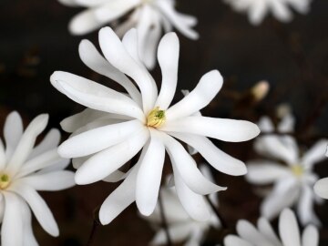 Magnolia gwiaździsta