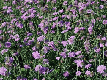 Drakiew gołębia 'Pink Mist'