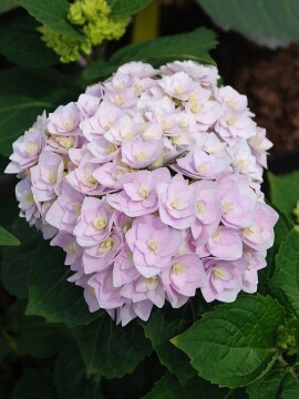 Hortensja ogrodowa 'Doppio® 'Azzurro'