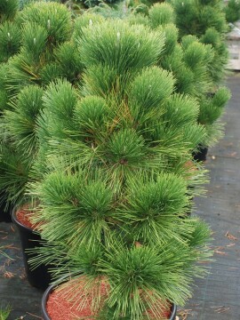 Sosna Thunberga 'Thunderhead'