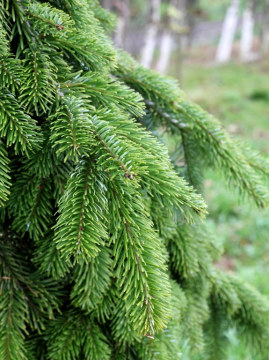 Jodła kaukaska 'Pendula'