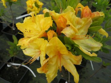 Azalia wielkokwiatowa 'Windsor Sunbeam'