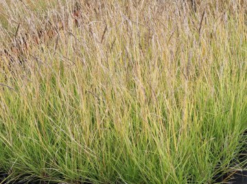 Sesleria jesienna