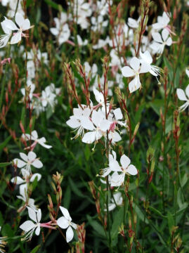 Gaura 'Whirling Butterflies'