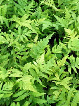 Pióropusznik strusi