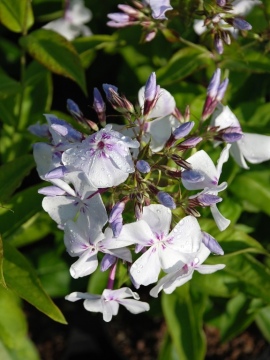 Floks wiechowaty 'Light Blue' FLAME PBR