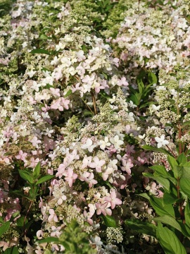 Hortensja bukietowa 'Confetti'
