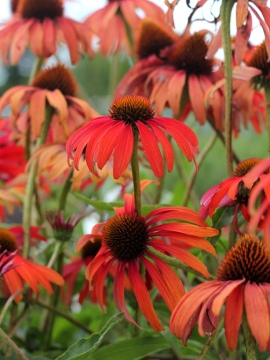 Jeżówka 'Tomato Soup' PBR