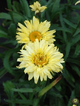 Złocień 'Goldfinch'