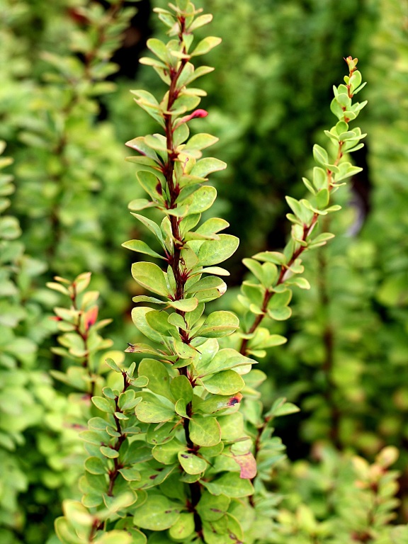 Berberys Thunberga 'Erecta'