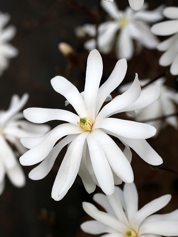 Magnolia gwiaździsta