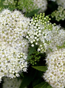 tawula-japonska-albiflora.jpg