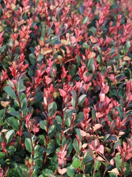 Głogownik 'Little Red Robin' zimą