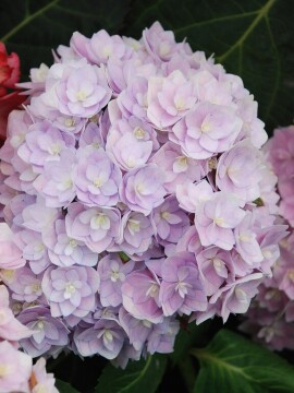 Hortensja ogrodowa 'Doppio® 'Azzurro'