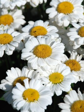 Złocień 'Sweet Daisy Jane'