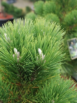 Sosna Thunberga 'Thunderhead'