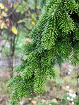 Jodła kaukaska 'Pendula'