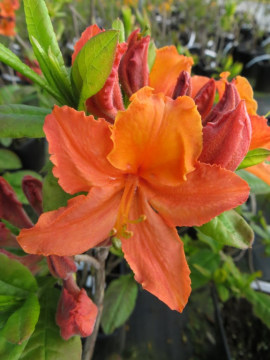 azalia-wielkokwiatowa-mandarin-lights1.jpg