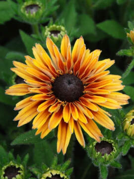 Rudbekia_Flamenco_Apricot_1.jpg