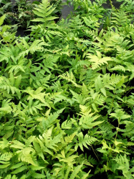 Pióropusznik strusi