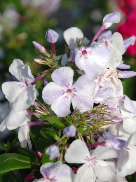 Floks wiechowaty 'Light Blue' FLAME PBR