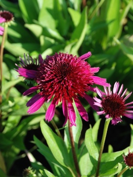 Jeżówka 'Blueberry Cheesecake'