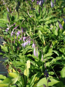 Funkia 'Lady Guinevere'