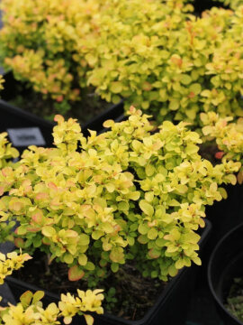 Berberys Thunberga 'Goldalita'