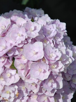Hortensja ogrodowa 'Doppio® 'Azzurro'