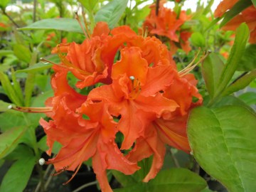 Azalia wielkokwiatowa 'Mandarin Lights'