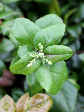 mahonia-pospolita-apollo.jpg