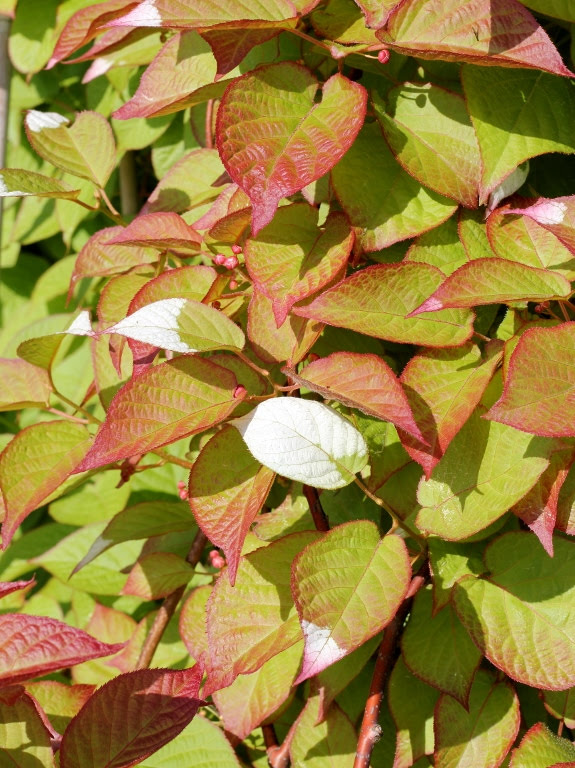 Aktinidia pstrolistna 'Sentyabraskaya'