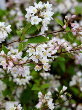 Żylistek zaróżowiony 'Kalmiflora'