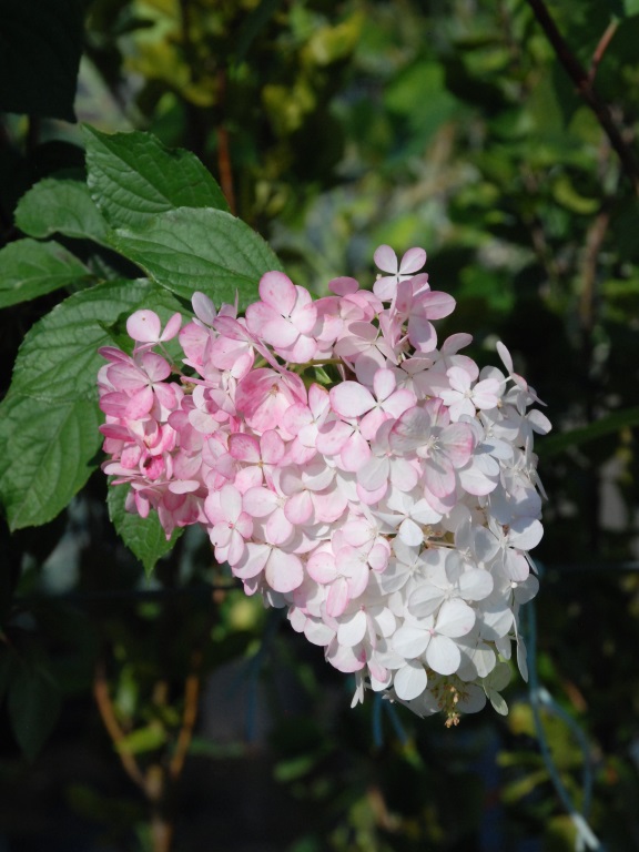  Hortensja bukietowa 'VANILLE-FRAISE 'Renhy' PBR