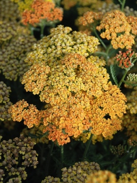 Krwawnik pospolity 'Terracotta'