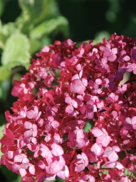 Hortensja drzewiasta BellaRagazza ® 'Mauvette'