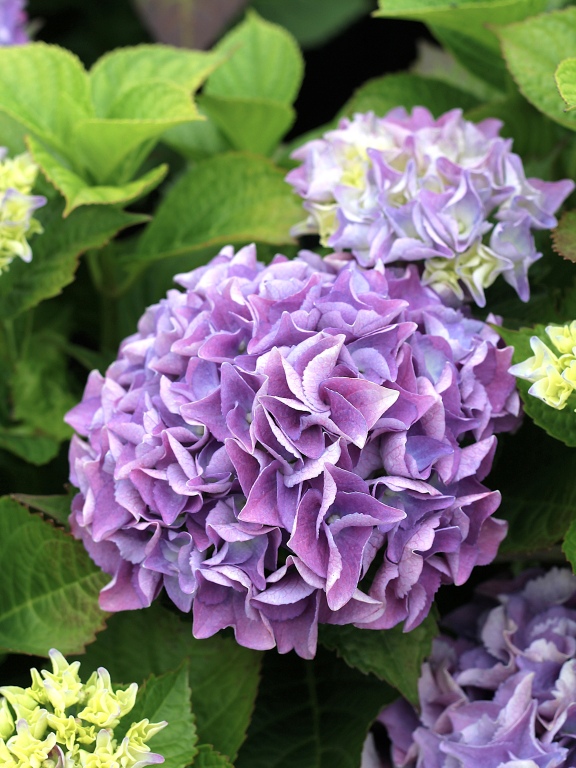 Hortensja ogrodowa 'Early Blue'