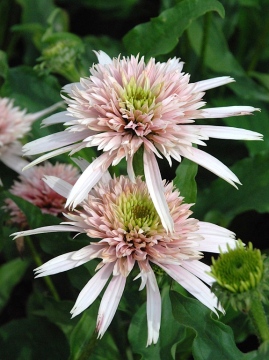 Jeżówka 'Cherry Fluff'