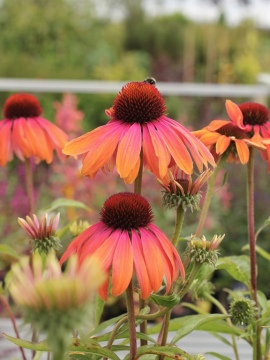 Jeżówka 'Rainbow Marcella'