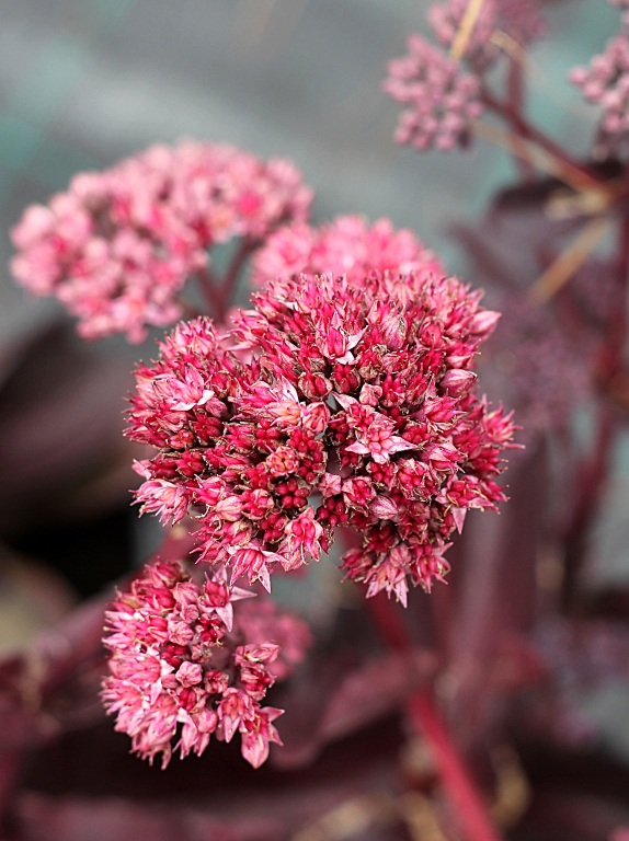 Rozchodnik 'Raspberry Truffle'