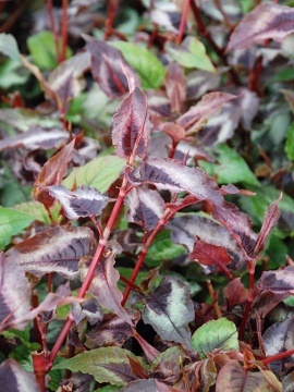 Rdest 'Red Dragon' - liście